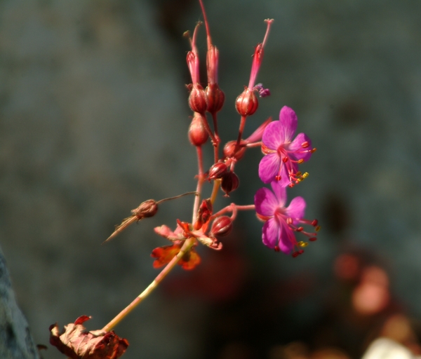 Geranium macrorrhizum / Geranio crestato